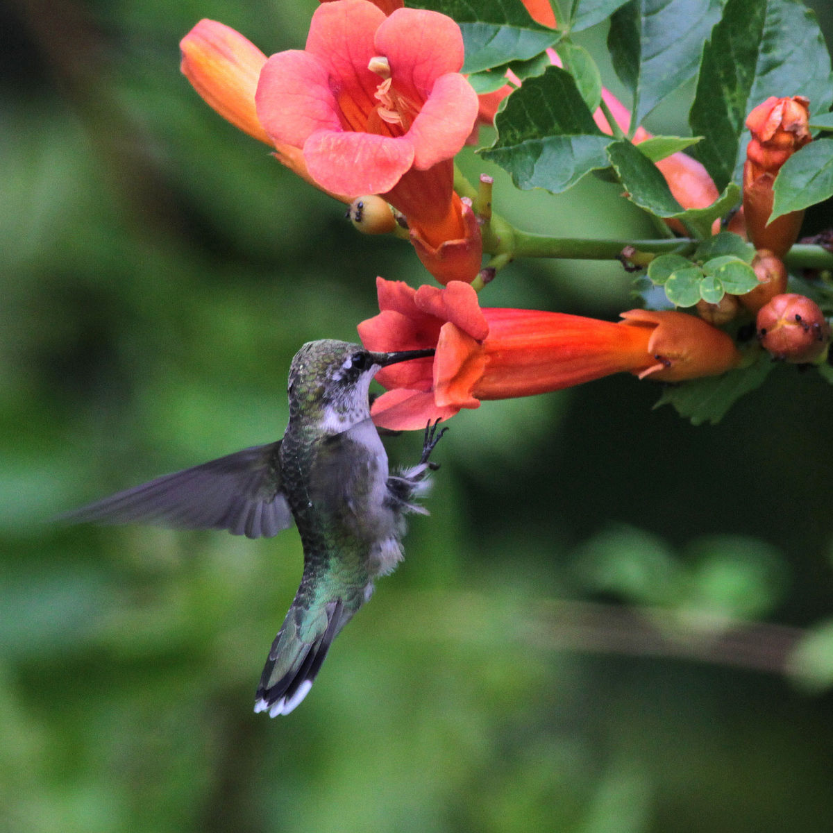 lif gardening birds 3.jpg